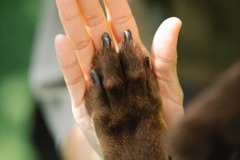 Uñas de perros