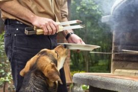 Alimentacion mascotas en fiestas patrias
