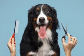 Cuidado del pelaje de un perro