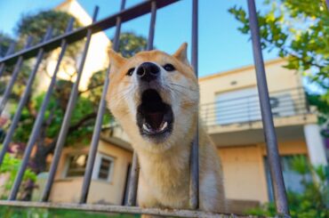 Perro ladrando