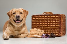 Hotel para mascotas