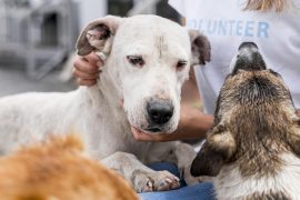Rescate de mascotas por incendios