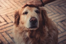 Perro senior