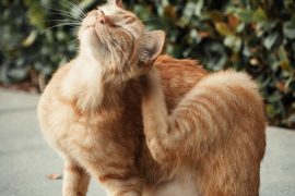 Dermatitis en gatos