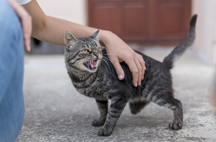 ¿qué Hacer Con Un Gato Agresivo ¿cómo Identificar Y Tratar Las Causas