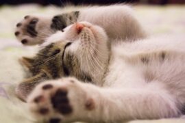 Alimentacion gatitos